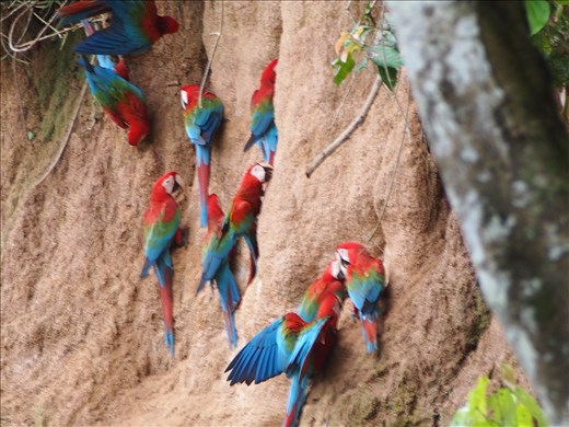 Scarlet macaws licking the clay!