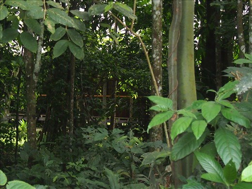 Rainforest la jungla