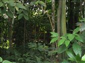 Rainforest la jungla: by 7dayadventurer, Views[1060]