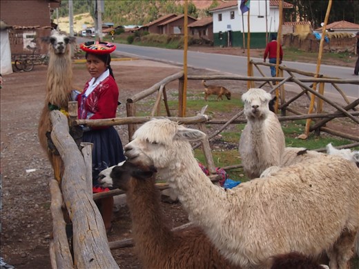 Llama waystation, Cuzco