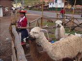 Llama waystation, Cuzco: by 7dayadventurer, Views[268]