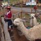 Llama waystation, Cuzco: by 7dayadventurer, Views[234]