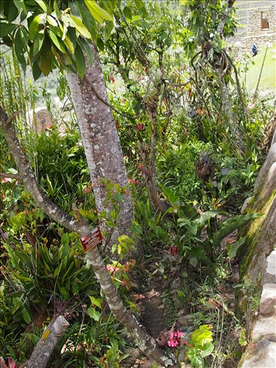 A tiny green space on the site