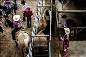 Bullfighters and mounted handlers warm up next to the broncs, before the saddle bronc event at the 2012 Indian International Finals Rodeo, at the Albuquerque State Fair in New Mexico.: by _charlene, Views[667]