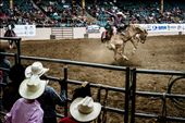 All eyes are on a young competitor as he engages in a battle of wills with 1200 pounds of palomino dynamite in the saddle bronc event. 8 seconds will determine if he walks away its master... or just another apprentice.: by _charlene, Views[857]