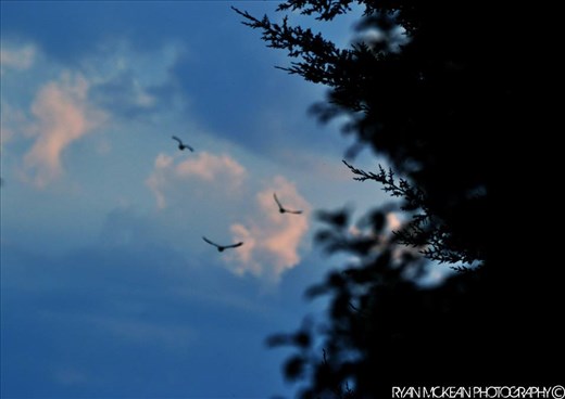 Three Little Birdies