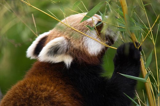 Red Panda