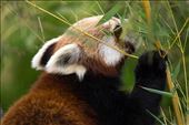 Red Panda: by _rynsadventures, Views[247]