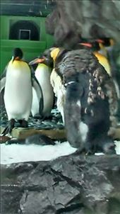 by a_and_a, Views[216]