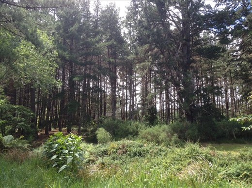 Whakarewarewa Forest (Redwoods)