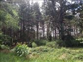 Whakarewarewa Forest (Redwoods): by a_and_a, Views[211]