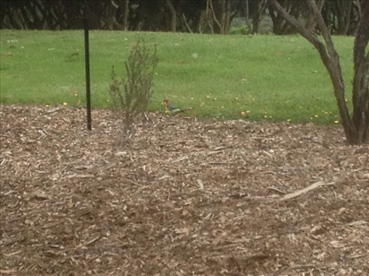 Auckland Botanical Gardens