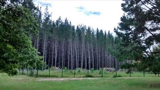 Whakarewarewa Forest (redwoods)