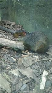 Wellington Zoo: by a_and_a, Views[368]