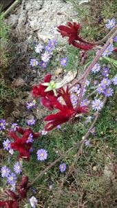 by a_and_a, Views[367]