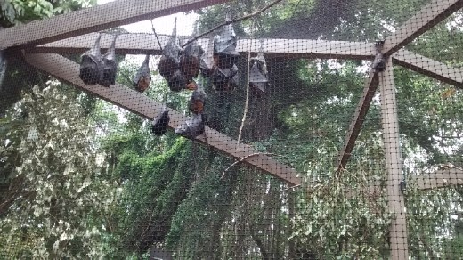 Lone Pine Koala Sanctuary, Brisbane