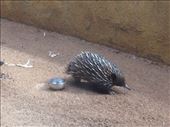 Whitecorn's new favorite...the echidna!!: by a_and_a, Views[158]