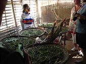 silk worms: by a_and_a, Views[332]