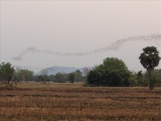 that black/gray line above the trees? bats!