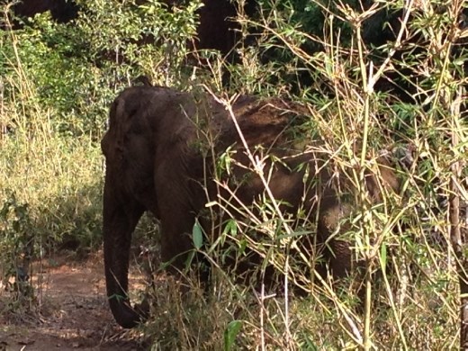 Elephant Valley Project! Sen Monorom, Cambodia