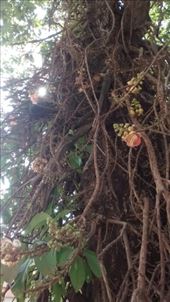 Buddha flower tree: by a_and_a, Views[153]