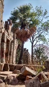 Coconut trees and cactus in the same place...who knew?: by a_and_a, Views[162]