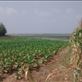 Biking Koh Paen, Kampong Cham: by a_and_a, Views[140]