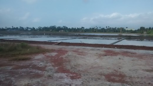 Salt fields