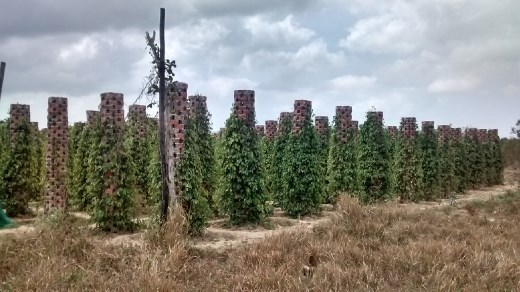 pepper plantation