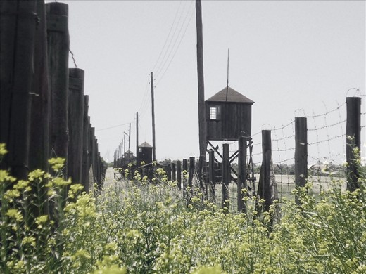 Majdanek – Lublin, Poland.

(Vegetal) Life took up its course again in the concentration camp of Majdanek in Eastern Poland.
