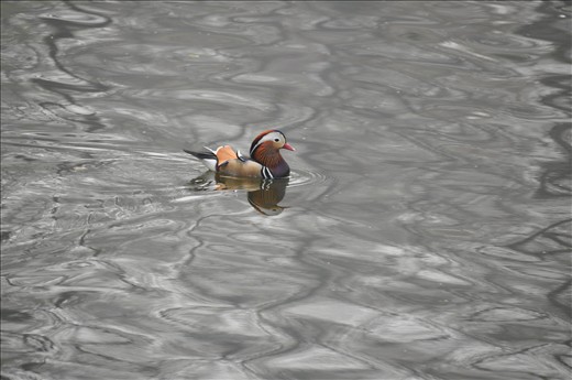 Duck swimming on the pond