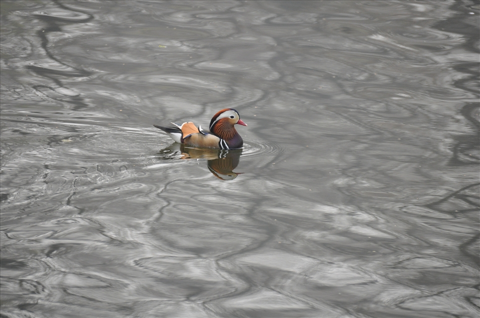 Duck swimming on the pond
