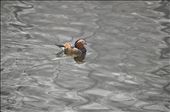 Duck swimming on the pond: by aacooper, Views[367]