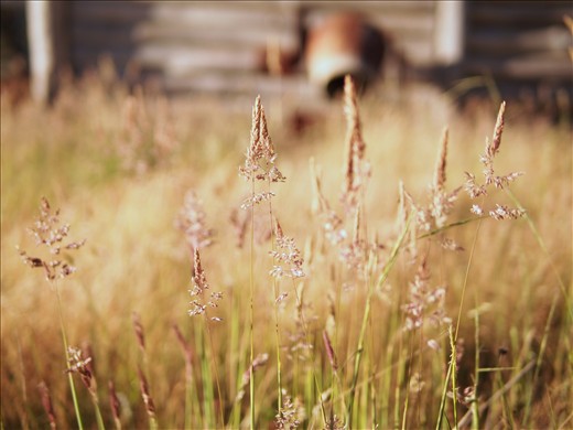 The whispering grasses.
Are the gold, and the green of this land.
The slow passage of time here only seen through the rust, slowly creeping its way over the tools of the trade.  