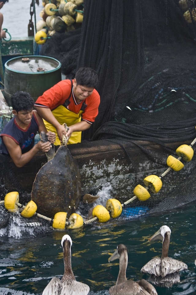Fig 3. On the Ecuadorian coast lies the small fishing village of Puerto Lopez, where beaches are lined with small wooden fishing boats resting on logs while magnificent frigate birds are ever circling for an easy meal. I watched this larger vessel haul in a net for over 45 minutes, at one stage the two young deckhands struggle to release a Green Sea Turtle from their nets indiscriminate meshing. 