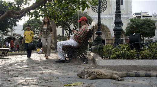 Fig 4. Concrete Jungle - Parque de las Iguanas, coexistence.
A small park in the busting city of Guayaquil is home to hundreds of breeding South American Green Iguanas. An explanation from a local depicts that this “parque de las iguanas” previously known as “el parque seminario” was donated by a wealthy individual a hundred years ago or so, on the one condition that the Iguanas were to be allowed to roam free amongst it. These rather tolerant vegetarian reptiles can be found in their juvenile stages climbing amongst the parks treetops, while much larger and more dominant iguanas are seen wherever they choose to rest, eat flowers & leaves and absorb the ground-stones evening warmth.