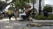 Fig 4. Concrete Jungle - Parque de las Iguanas, coexistence.
A small park in the busting city of Guayaquil is home to hundreds of breeding South American Green Iguanas. An explanation from a local depicts that this “parque de las iguanas” previously known as “el parque seminario” was donated by a wealthy individual a hundred years ago or so, on the one condition that the Iguanas were to be allowed to roam free amongst it. These rather tolerant vegetarian reptiles can be found in their juvenile stages climbing amongst the parks treetops, while much larger and more dominant iguanas are seen wherever they choose to rest, eat flowers & leaves and absorb the ground-stones evening warmth.: by aartfielder, Views[939]