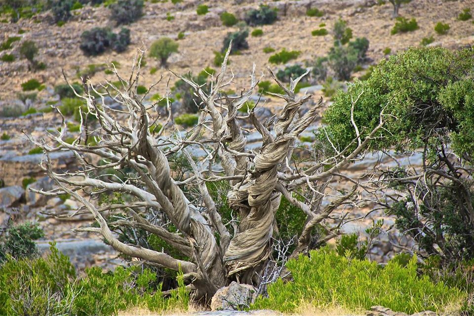 Wild Tree - Jebel Shams - Oman