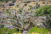 Wild Tree - Jebel Shams - Oman: by abdallaahmed, Views[260]
