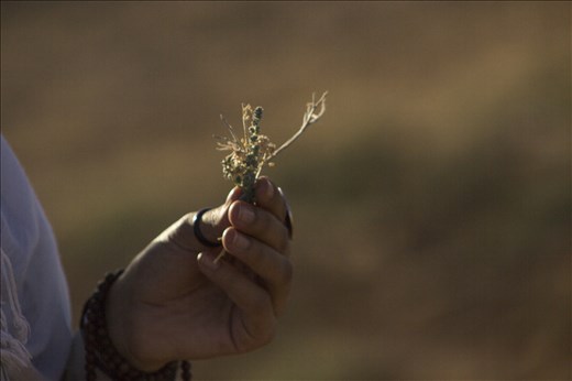 a plant called ( Haba'a) which is used as a flavor on hot drinks