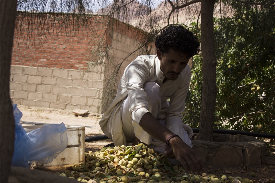 Our friend SALEM from Sinai harvesting some Almonds for us before leaving.