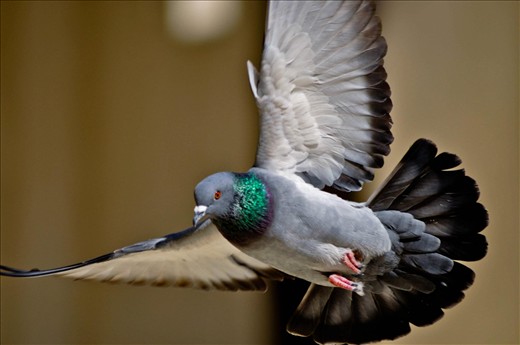 A pigeon, Taken in AL Hakem Be-amr Allah Mosque, Cairo Egypt