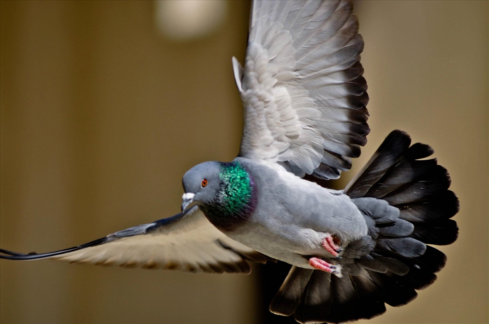 A pigeon, Taken in AL Hakem Be-amr Allah Mosque, Cairo Egypt