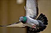 A pigeon, Taken in AL Hakem Be-amr Allah Mosque, Cairo Egypt: by abdullahqareh, Views[701]