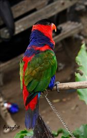 by abedjournal, Views[227]