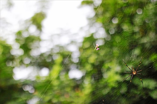 This was the place called vikarabad forest its actually 120km from my place. I was on a fun tour to forest. When we entered the forest there was a little stream and on next to that on each tree there are infinity spiders like this. Thay day i was carrying my 50mm. so I luckily got the nice bokeh effect of leaves at the back and focusing on the spider.