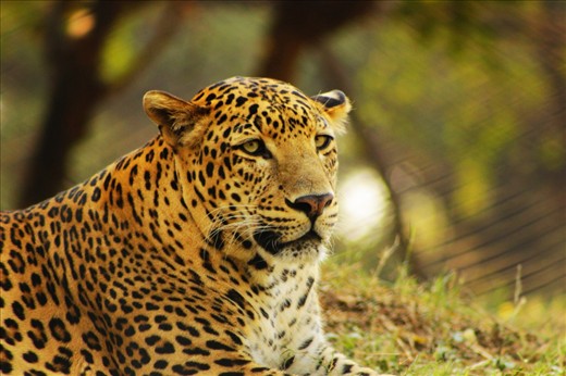 I wish i could capture a Leopard. Was on wild photography to local zoo its 16 km frm my place. Morning i clicked all the birds and all and finally reached this zone and was trying to click the leo but that wasnt stable its all moving eating .It took 30 min to sit and gimme a pose :D and after that with lot of focus I clicked it wid my new 75-300mm