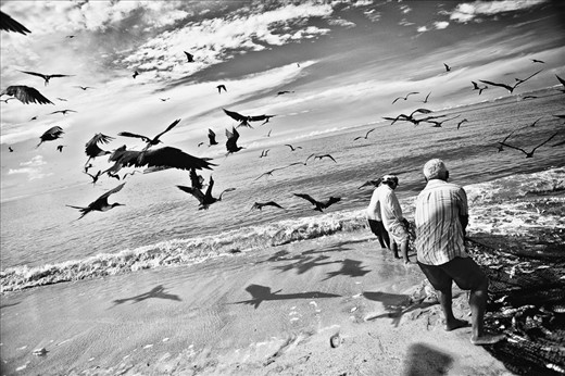7h00: Fishermen pulling out the net plenty of fish.  The birds arrive in outrageous number to try to pick their pray while the fishermen put the net out of the water.