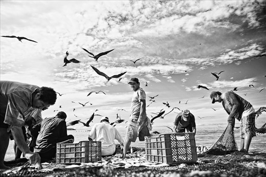 8h30: After 3 hours of hard work, the net is out, plenty of fish everywhere.  Fishermen start to choose and pick up the better ones, so do the birds.