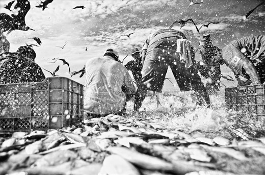 9h00: Trapped fish, still alive, flapping around while fishermen finish their work.
